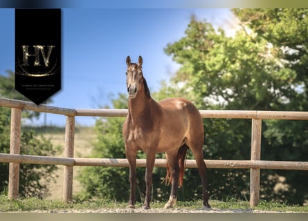 Other Breeds, Mare, 6 years, 16,1 hh, Dun