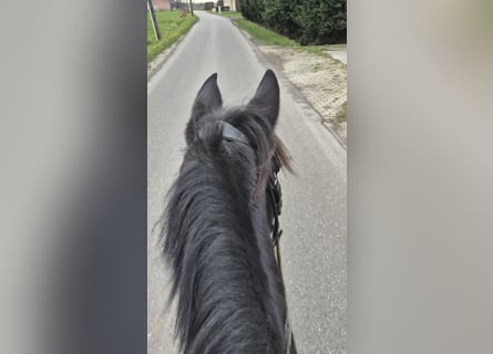 Other Breeds, Mare, 7 years, 14,1 hh, Black