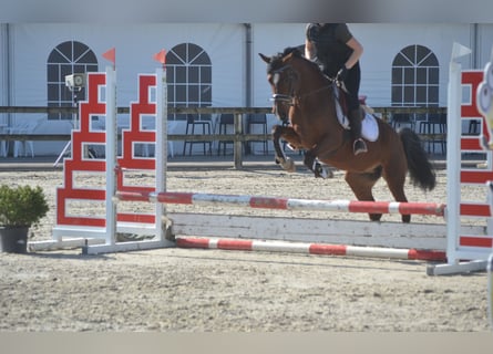 Other Breeds, Mare, 7 years, 14,1 hh, Brown