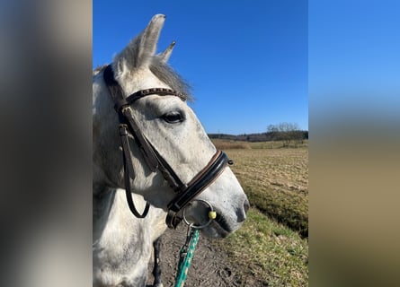 Other Breeds, Mare, 7 years, 14,1 hh, Grey