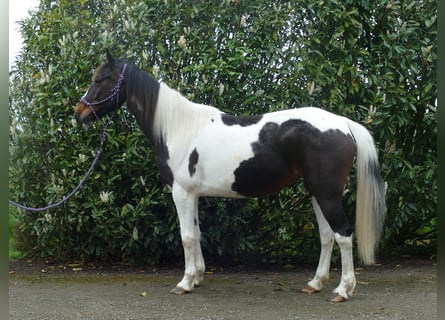 Other Breeds, Mare, 7 years, 14,1 hh, Pinto