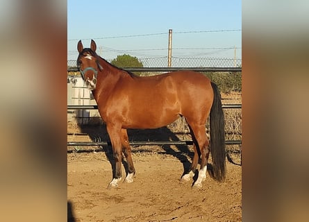 Other Breeds Mix, Mare, 7 years, 15.1 hh, Bay
