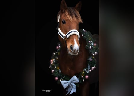 Other Breeds, Mare, 7 years, 16 hh, Chestnut-Red