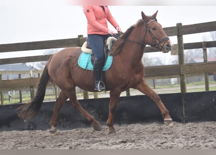 Other Breeds, Mare, 7 years, 16 hh, Chestnut-Red