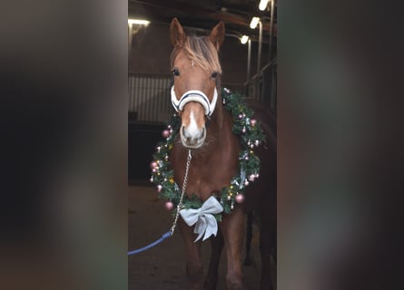 Other Breeds, Mare, 7 years, 16 hh, Chestnut-Red