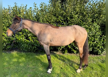 Other Breeds, Mare, 7 years, Brown