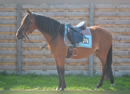 Sonstige Rassen, Stute, 8 Jahre, 14,1 hh, Brauner