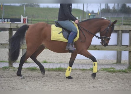 Sonstige Rassen, Stute, 8 Jahre, 14,1 hh, Brauner