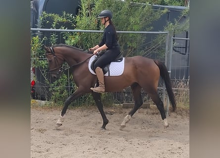 Other Breeds, Mare, 8 years, 14,3 hh, Brown