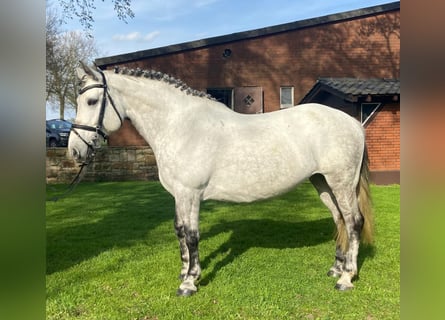 Other Breeds, Mare, 8 years, 15.1 hh, Gray