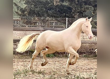 Other Breeds Mix, Mare, 8 years, 15.2 hh, Cremello