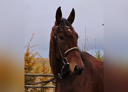 Other Breeds Mix, Mare, 8 years, 15,3 hh, Brown