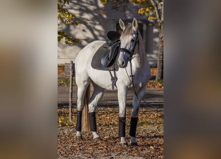 Sonstige Rassen, Stute, 8 Jahre, 16 hh, Schimmel