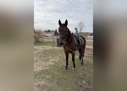 Other Breeds Mix, Mare, 9 years, 15,2 hh, Brown