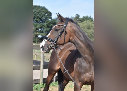 Other Breeds, Mare, 9 years, 15,3 hh, Bay-Dark