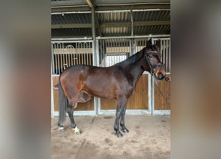 Other Breeds Mix, Mare, 9 years, 16 hh, Bay-Dark