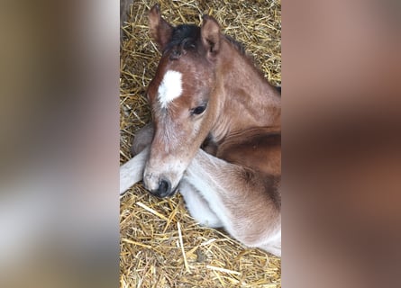 Other Breeds Mix, Mare, Foal (05/2025), 12,1 hh, Brown