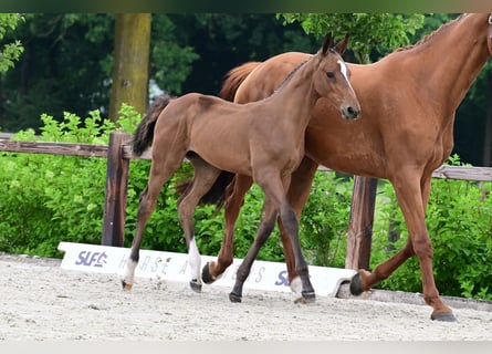 Other Breeds, Mare, , Brown