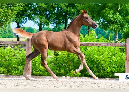 Other Breeds, Mare, , Chestnut-Red