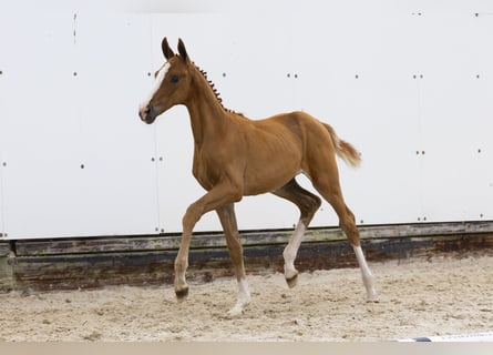 Other Breeds, Mare, , Chestnut-Red