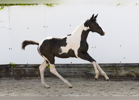 Other Breeds, Mare, , Pinto