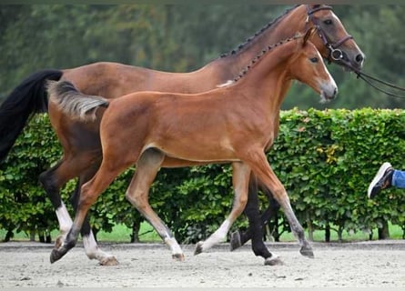 Other Breeds, Mare, Foal (05/2024)