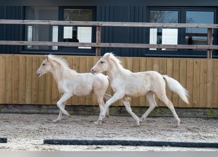 Other Breeds, Stallion, 1 year, 10.1 hh, Palomino