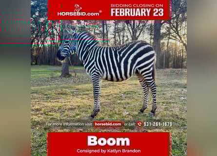 Other Breeds, Stallion, 1 year, 10 hh