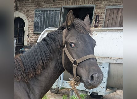 Other Breeds, Stallion, 1 year, 12.1 hh, Pearl