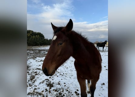 Other Breeds, Stallion, 1 year, 14.2 hh, Brown