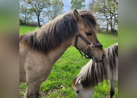 Other Breeds, Stallion, 1 year, 14.2 hh, Dun