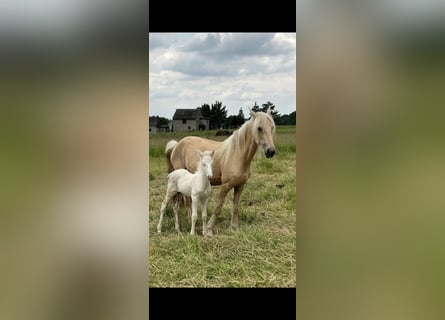 Other Breeds, Stallion, 1 year, 15.1 hh, Cremello