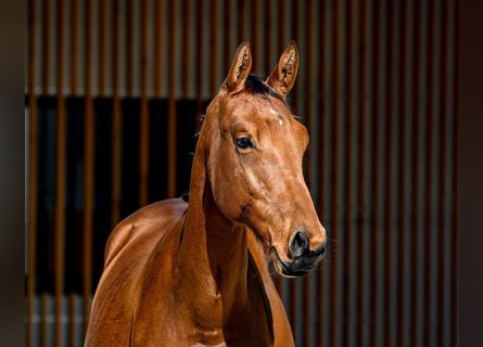Other Breeds, Stallion, 1 year, 15 hh, Brown