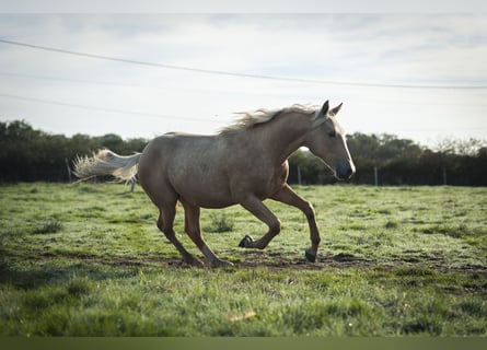 Other Breeds Mix, Stallion, 1 year, 17 hh, Palomino