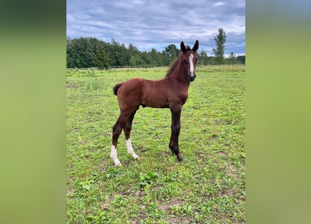 Other Breeds, Stallion, 1 year, Gray