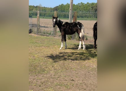 Other Breeds, Stallion, 1 year, Overo-all-colors