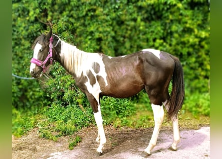 Other Breeds, Stallion, 1 year, Pinto