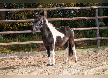 Other Breeds, Stallion, 2 years, 11.1 hh, Pinto