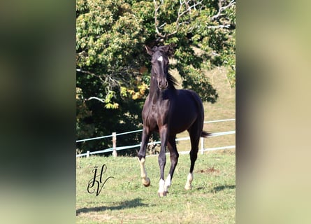 Other Breeds, Stallion, 2 years, Black