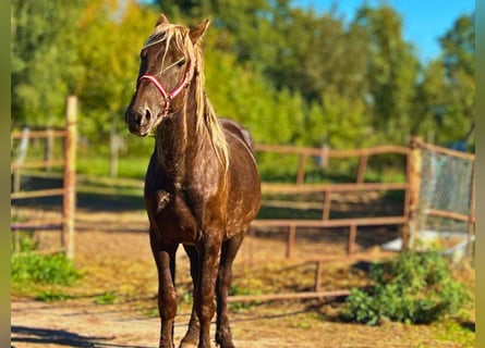 Other Breeds, Stallion, 3 years, Bay