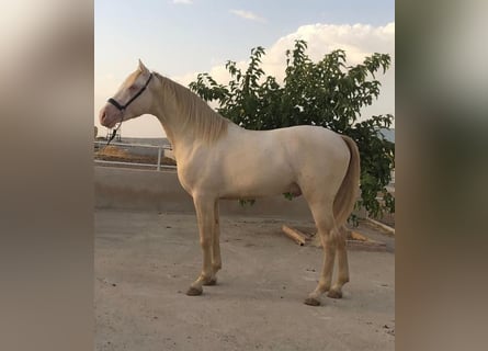 Other Breeds Mix, Stallion, 4 years, 15.2 hh