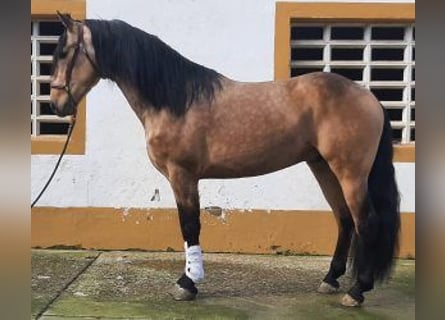 Other Breeds Mix, Stallion, 4 years, 15,3 hh, Overo-all-colors