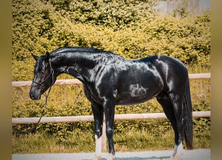 Other Breeds, Stallion, 4 years, 16.1 hh, Black