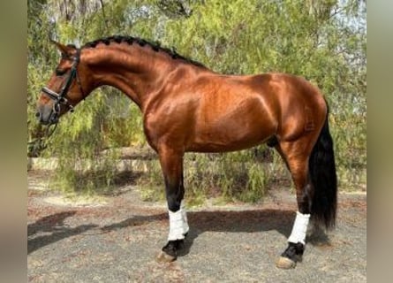 Other Breeds Mix, Stallion, 5 years, 16 hh, Bay
