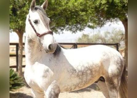 Other Breeds Mix, Stallion, 5 years, 16 hh, Gray