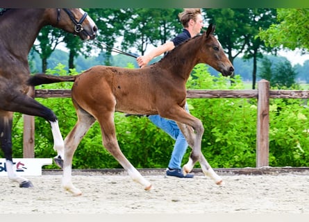 Other Breeds, Stallion, , Bay-Dark