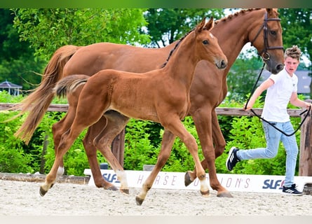 Other Breeds, Stallion, , Brown