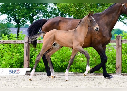 Other Breeds, Stallion, , Brown