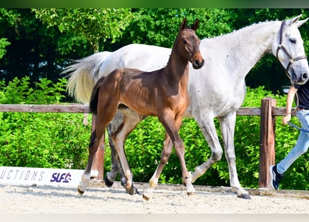 Other Breeds, Stallion, , Brown