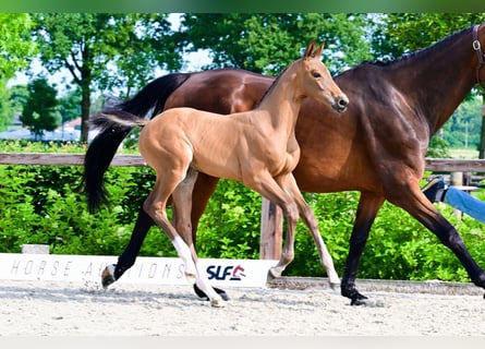Other Breeds, Stallion, , Brown